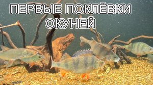 ОКУНИ РАСКЛЕВАЛИСЬ