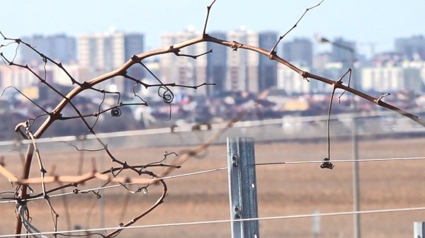 Анапа стала первым городом в РФ, где 30000 гектаров виноградопригодных земель закреплены в генплане