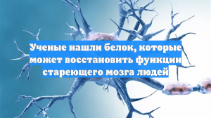 Ученые нашли белок, которые может восстановить функции стареющего мозга людей