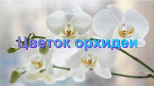 Цветок орхидеи. Клип, стихи Людмилы Ураевой. Музыка, гитара, поёт Константин Куклин