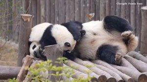 🐼💞Большая любовь маленькой панды