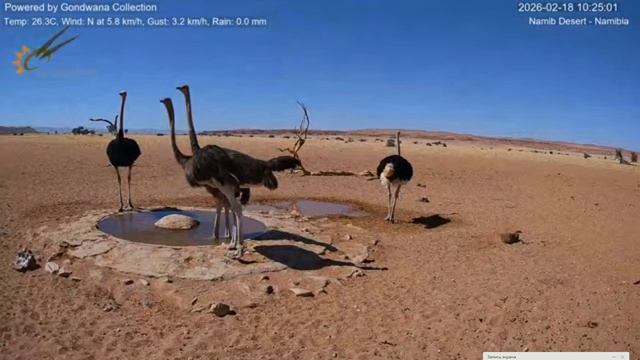 Страусы на водопое. Пустыня Намиб.