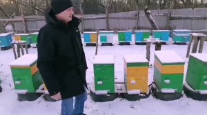 Пчелопакеты,пчеломатки. Бакфаст, Карника, Кордован.