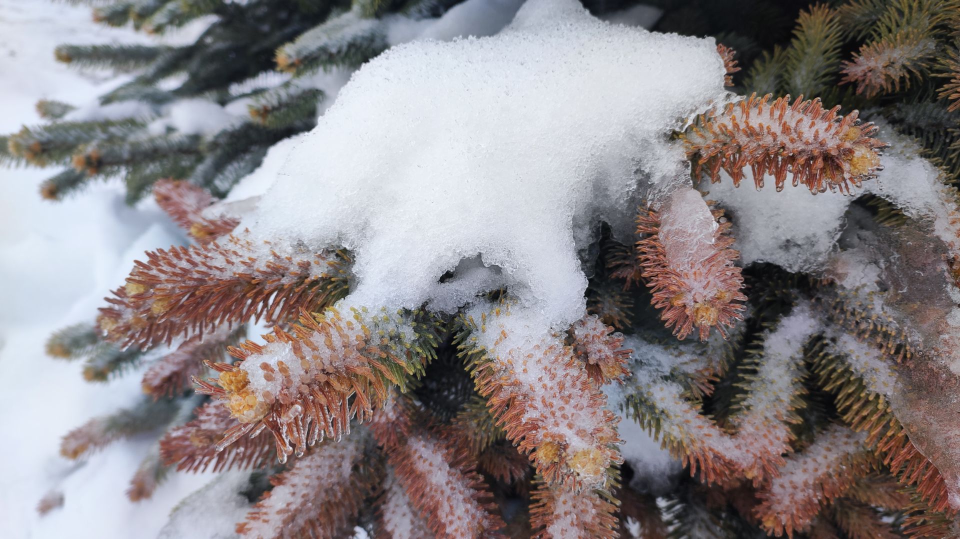 Февраль. Срочные работы с хвойными растениями.