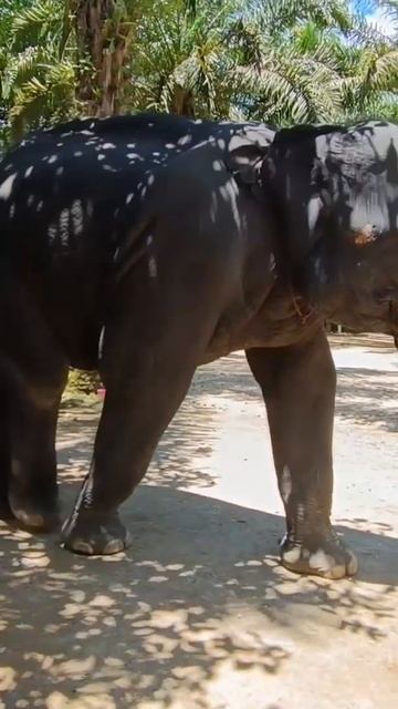 Слон-музыкант удивил всех🐘🎶