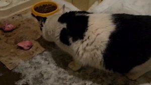 🔥Вы не поверите, Бычковский вернулся! 🐈⬛️