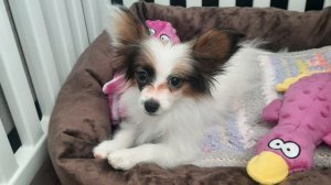 У меня появилась собака!