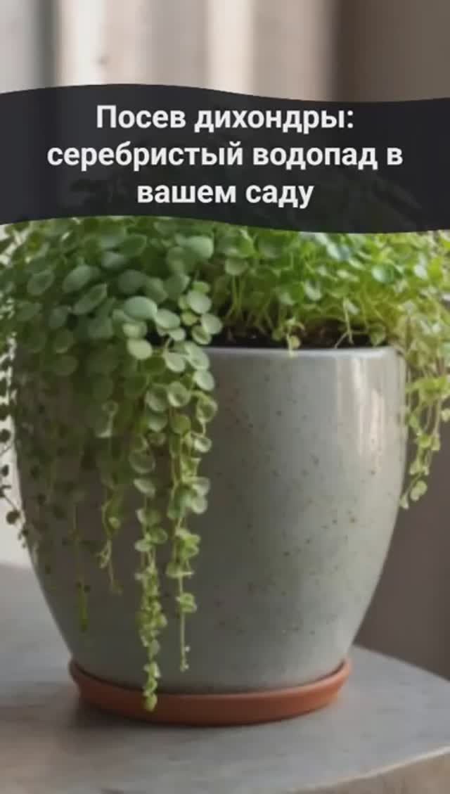 Серебристый водопад в вашем саду — это дихондра #комнатныерастения