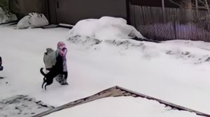 В ЕСАУЛОВО СОБАКА НАПАЛА НА 8-ЛЕТНЮЮ ДЕВОЧКУ