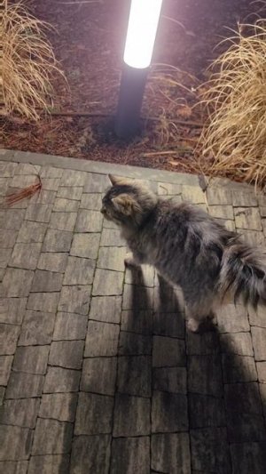 Любимый Барсик😻🐈