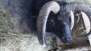 Четырехрогая овца карачаевской породы и другие парнокопытные в мини-зоопарке на Медовых водопадах