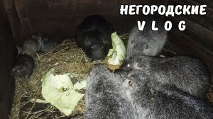 Наблюдаем за нутрятами. ч.2. 15.02.26.