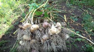 Чем удобрить зимний чеснок?