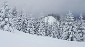 моя жизнь в селе