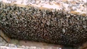 Расширение пчелосемей 16 апреля