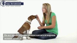 Как правильно кормить щенка?