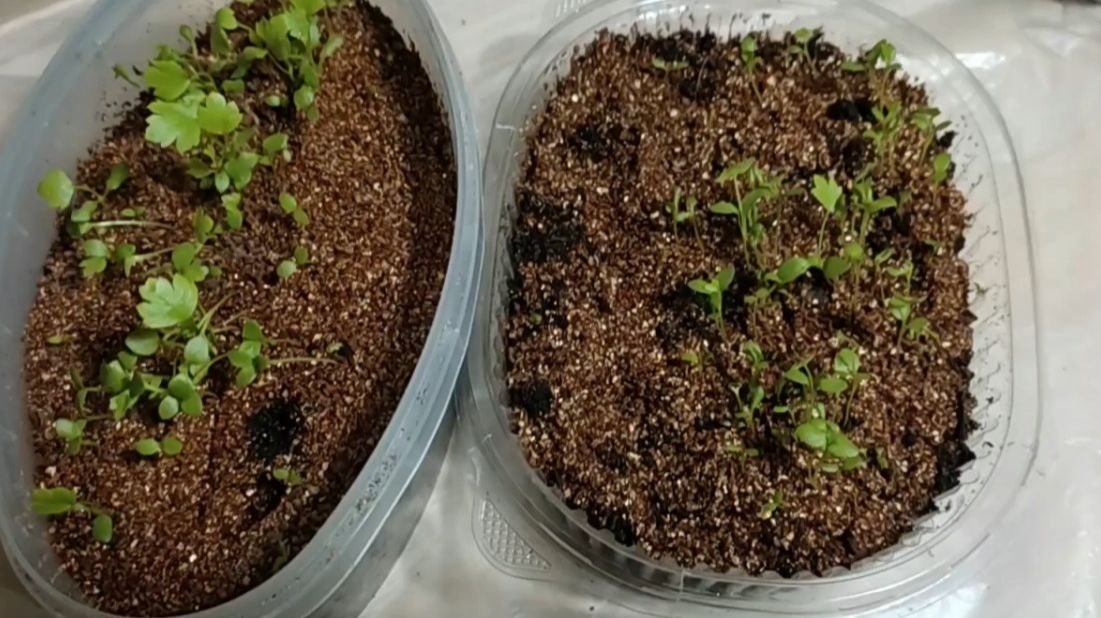 Выращивание рассады корневого сельдерея Албин в прошлом сезоне