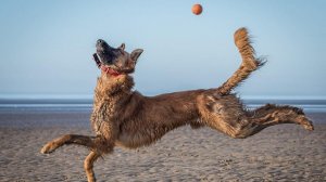 Смешные животные Приколы Юмор # 171