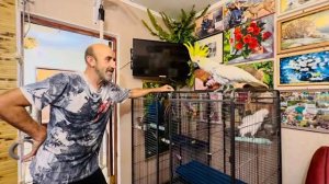 УРА! Мы СОЕДИНЯЕМ ПОПУГАЕВ, но Кира не очень рада и вышла из вольера к Владу!