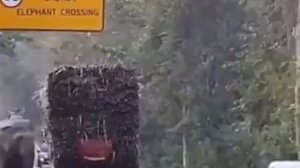 Криминал присущ не только людям)))В Таиланде местные слоны организовали рэкет на трассе🤭