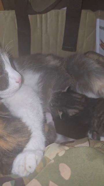 Утро Доброе вам. смотреть онлайн