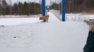 г.Сосновый Бор...