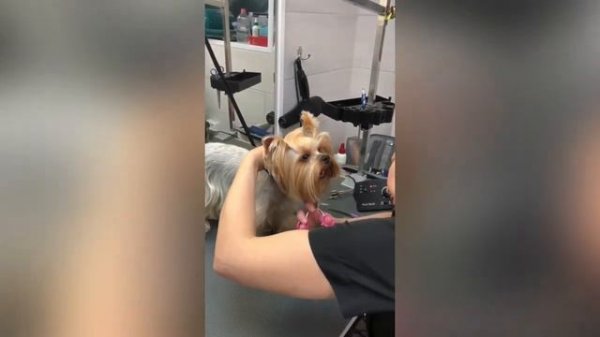 Домашняя стрижка йорк