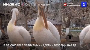 В Бахчисарае пеликаны «надели» розовый наряд