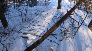 Лесной хутор/Неправильно пилю дерево. Кошки на хуторе.