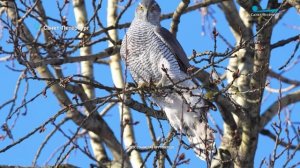 Утки с зубами, новоселье ястреба-тетеревятника и беззаботная куница