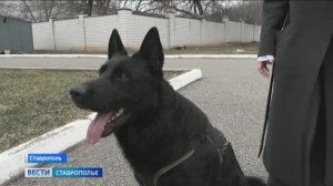 Служебные собаки в борьбе с преступностью