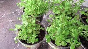 Как вырастить рассаду Лобелии в домашних условиях легко и просто