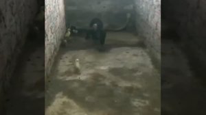 Индюшка спасла от кобры всех птенцов до единого — видео жестокой схватки