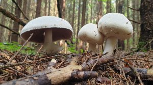 БЕЛЯШИ , ШАМПИКИ , ПОДОСЫ - НО ЕСТЬ ЕЩЁ ВОПРОСЫ !