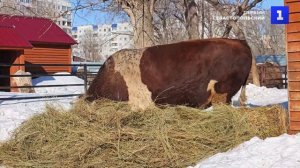 В Барнаульском зоопарке встретили масленицу, установив чучело