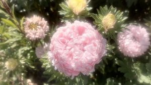 Цветочная терапия из астр и лилейников. Все цветы из нашего сада