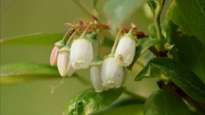 Он жить не боится (Suno AI)