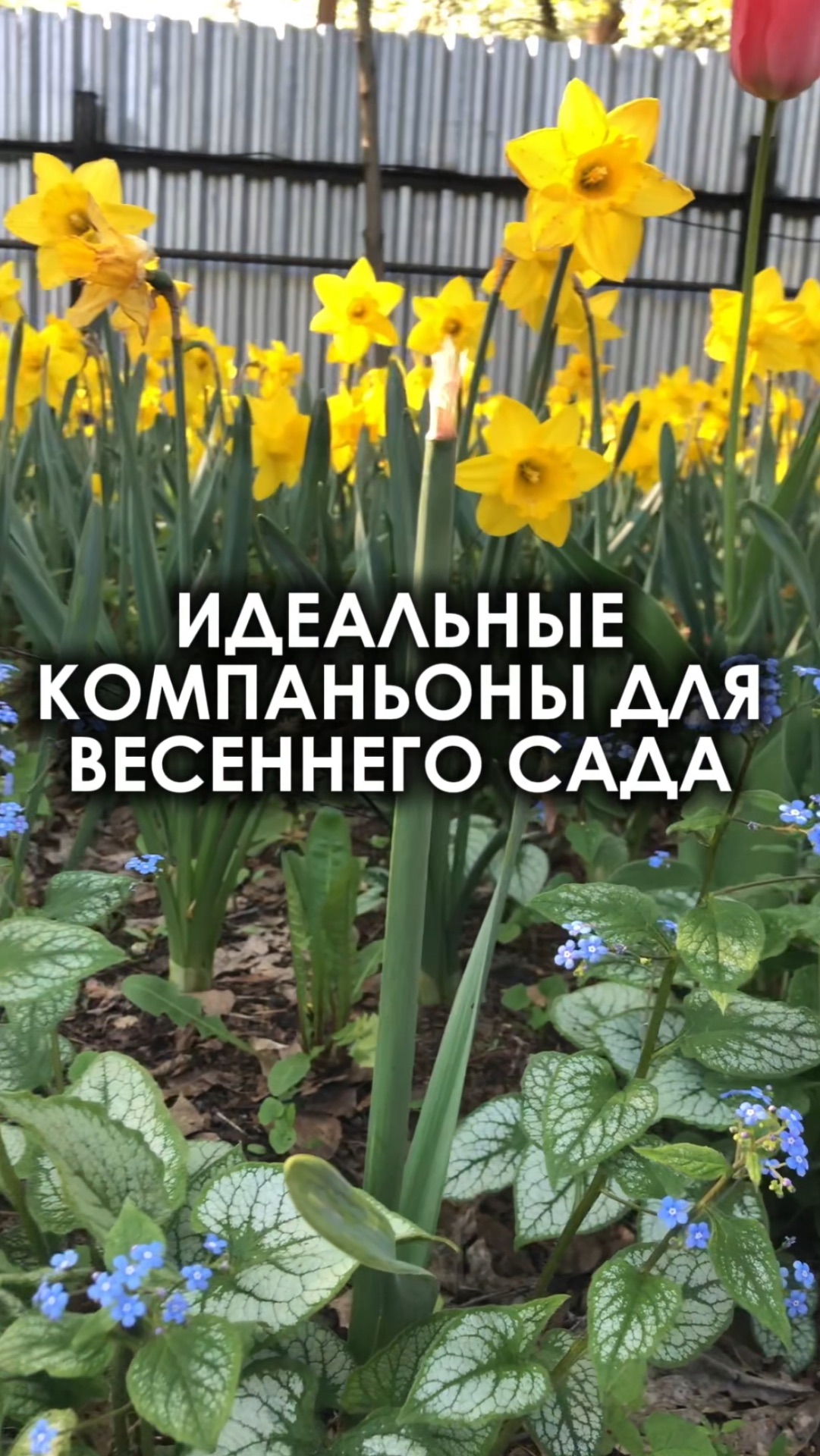 Идеальные компаньоны для весеннего сада: бруннера «Jack Frost» и жёлтые нарциссы