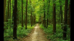 пение птиц в лесу видео для успокоения отдыха тешены