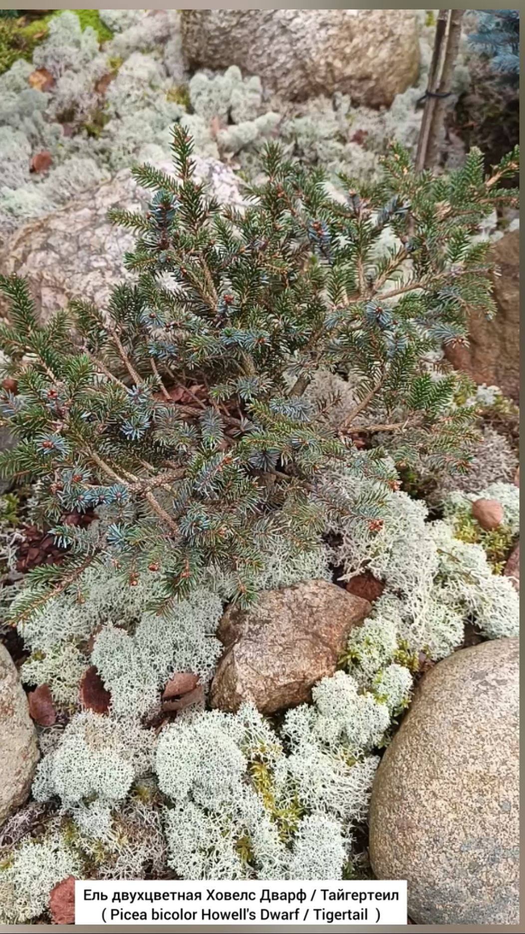 Ель двухцветная Ховелс Дварф / Тайгертеил ( Picea bicolor Howell's Dwarf )