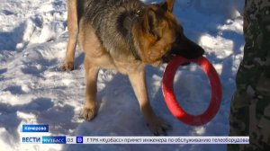 Налог на выгул собак: «Вести-Кузбасс» разобрались в деталях резонансной инициативы