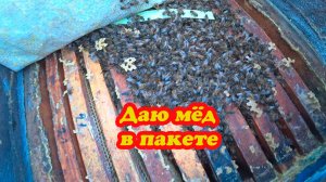 ПОДКАРМЛИВАЮ ПЧЁЛ ЗИМУЮЩИХ НА ВОЛЕ И ЗИМОВКА В ПОМЕЩЕНИИ.