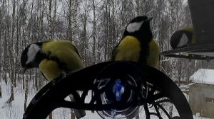 Птицы ищут еду