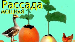 Рассада в скорлупе 🌾