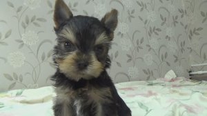 Щенок йорка (мальчик, Арчи. 09.01.2026)