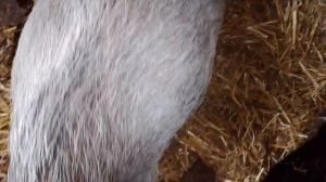 Хозяйство/Животные/ Мои любимки.