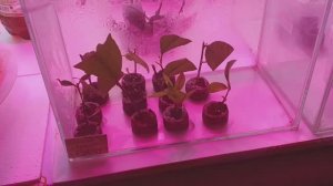 Мой лимонарий.