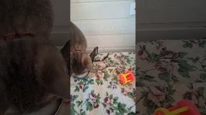 Мурмиона😁😂🐱