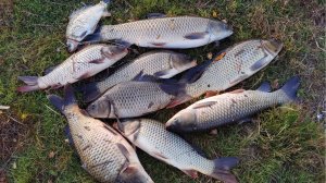 ЛОВЛЮ САЗАНЧИКОВ. ФИДЕР В ДУГУ, ТОЛЬКО УСПЕВАЙ ПОДСЕКАТЬ