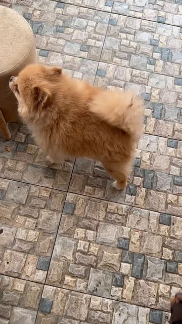 Отказываются гулять. смотреть онлайн